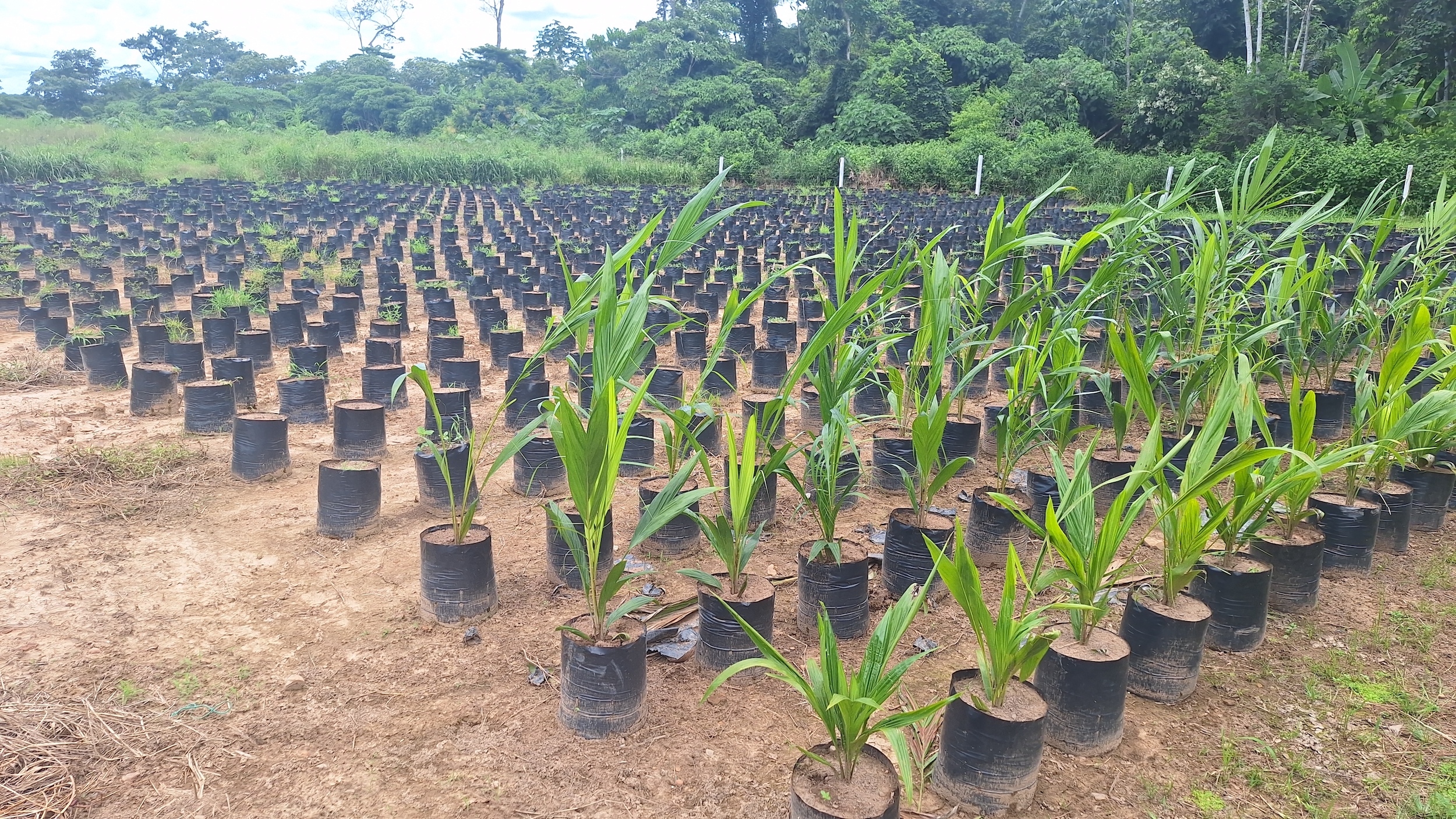 Vivero en Santa Rosa de Maravilla, Amazonía boliviana. Foto: William Ojopi-La Brava.