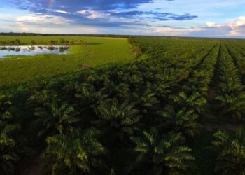 el aumento de los cultivos en medio de conflictos por la tierra en América Latina