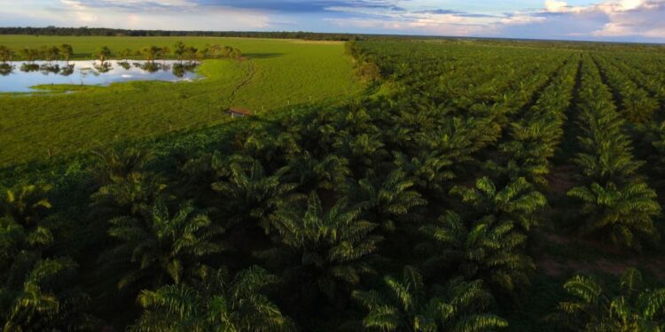 el aumento de los cultivos en medio de conflictos por la tierra en América Latina
