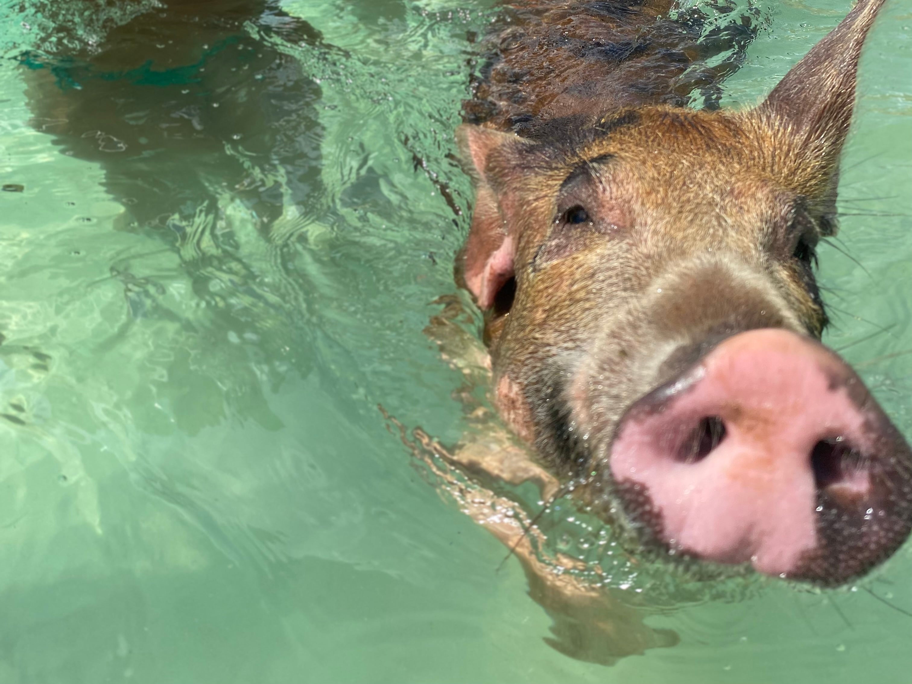 Pig swimming at Ship Channel Cay, Exuma, (Roz McKenzie/PA)