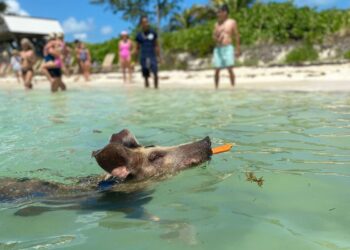 Avoid casinos and swim with pigs: How to discover the authentic Bahamas