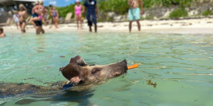 Avoid casinos and swim with pigs: How to discover the authentic Bahamas