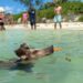 Avoid casinos and swim with pigs: How to discover the authentic Bahamas