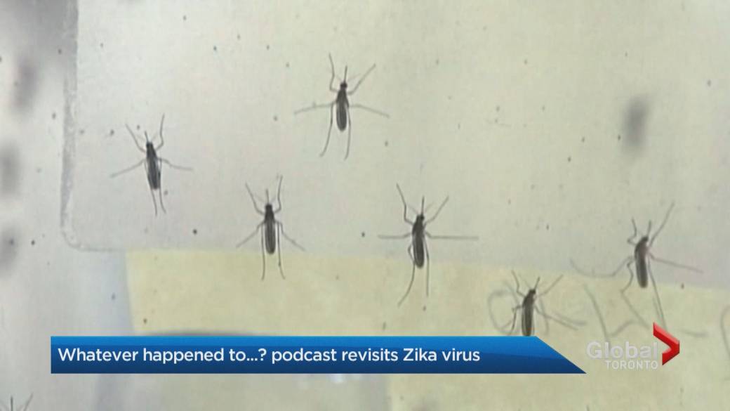 Click to play video: 'Whatever happened to… the Zika epidemic?'