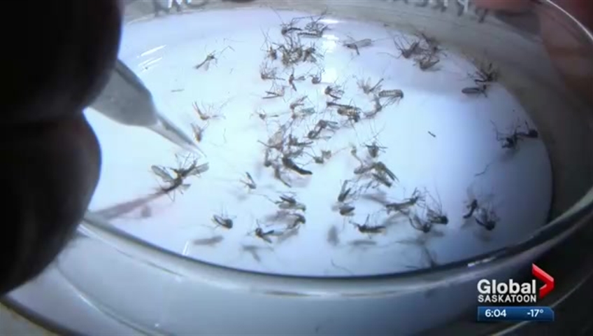 Click to play video: 'Zika virus research funding for Saskatoon’s Vido-InterVac'