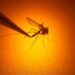 Warmer summers could mean Zika and dengue move into Canada, experts warn - National