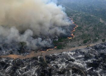Amazon Forest Has Lost Area The Size Of Germany, France To Deforestation