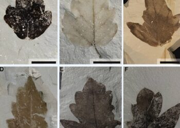 New fossil species reshapes understanding of grape family history