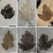 New fossil species reshapes understanding of grape family history