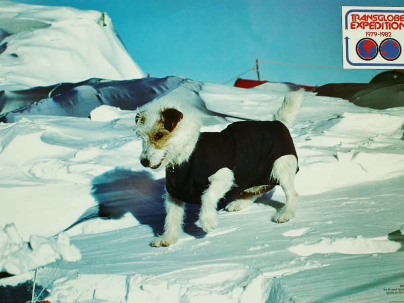 Bothie, the Only and Last Dog to Have Set Foot on Both Poles of the Earth