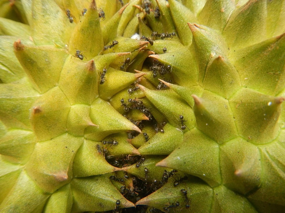 Queen ants eat their infected offspring to contain the spread of disease