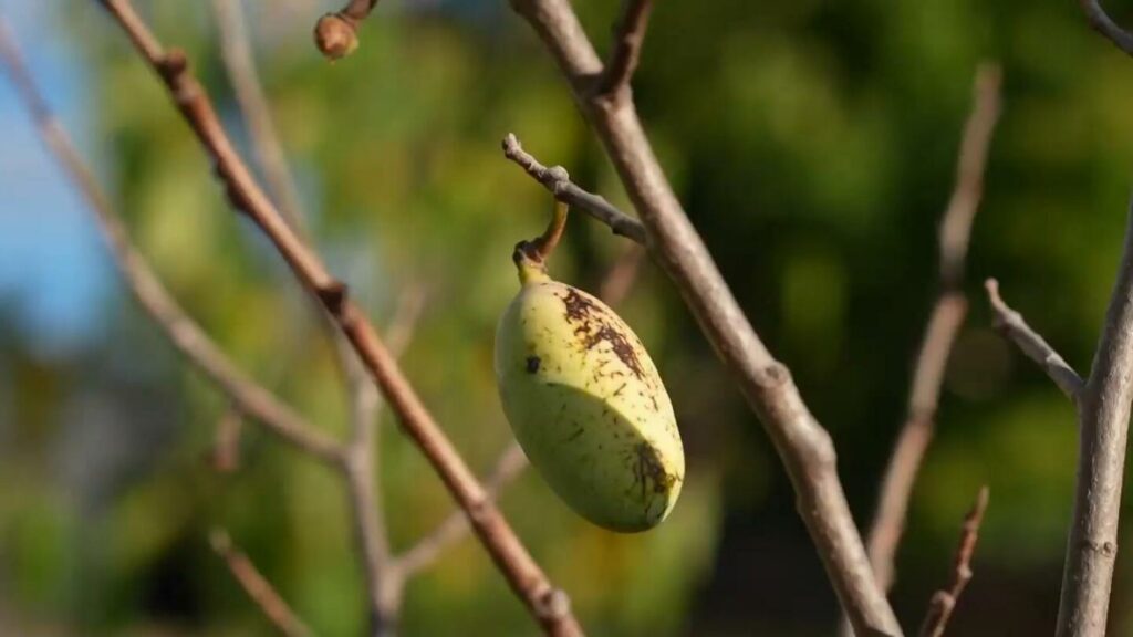 In Ohio, severe drought affects beloved fruit