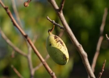 In Ohio, severe drought affects beloved fruit