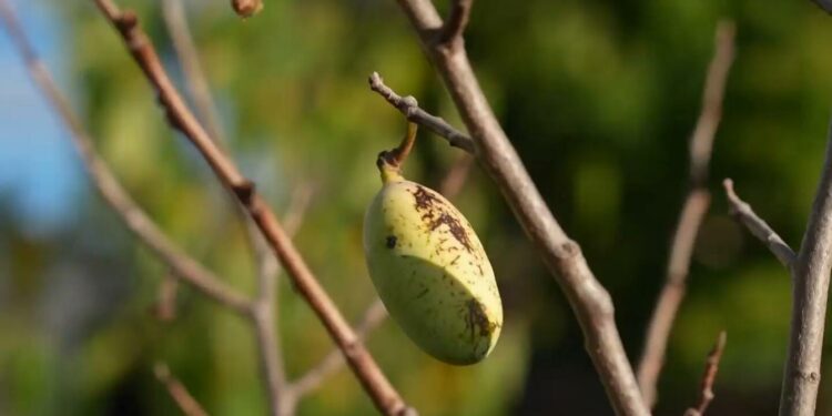 In Ohio, severe drought affects beloved fruit