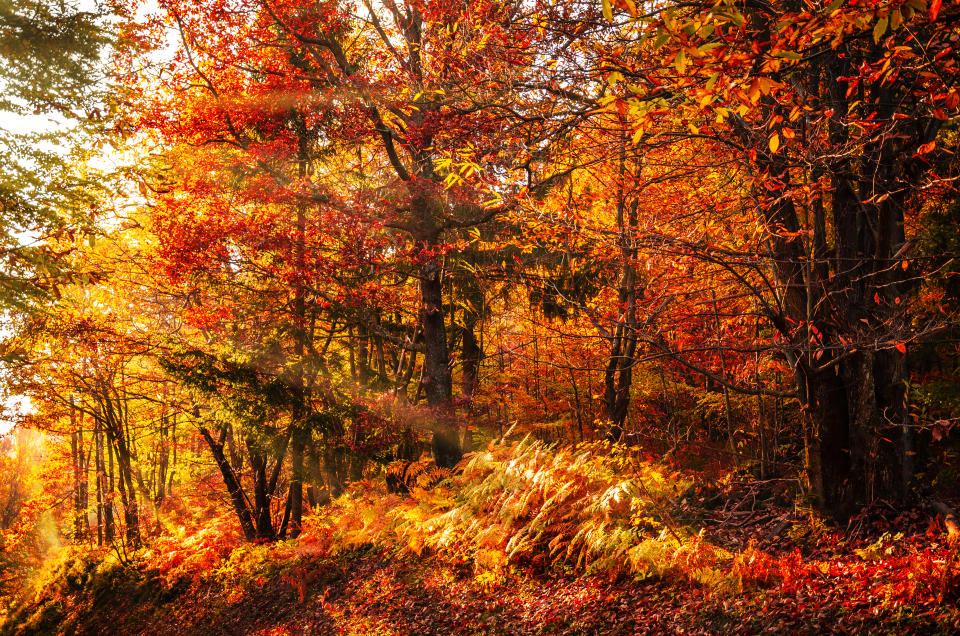 Vibrant autumn colors in the deciduous forest. Sunbeams break through the leaves.