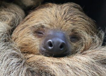 Sloths on Brink of Extinction As They Struggle To Adapt to Changing World