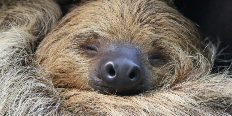 Sloths on Brink of Extinction As They Struggle To Adapt to Changing World