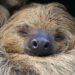 Sloths on Brink of Extinction As They Struggle To Adapt to Changing World