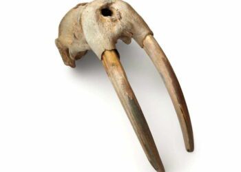 Shocking New Evidence Suggests Norse Hunters Met Indigenous North Americans 500 Years Before Columbus