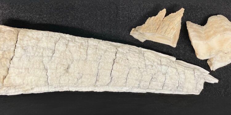 Vikings Sailed to The Ends of Earth to Search For Ivory, DNA Suggests : ScienceAlert