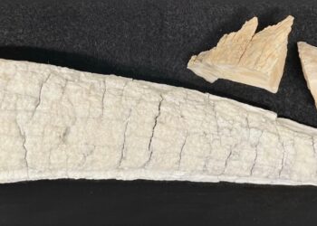 Vikings Sailed to The Ends of Earth to Search For Ivory, DNA Suggests : ScienceAlert