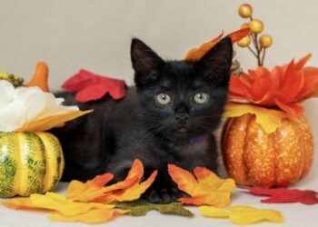 Celebrate Happy Cat Month — Adopt A Local Pet!