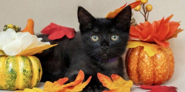 Celebrate Happy Cat Month — Adopt A Local Pet!