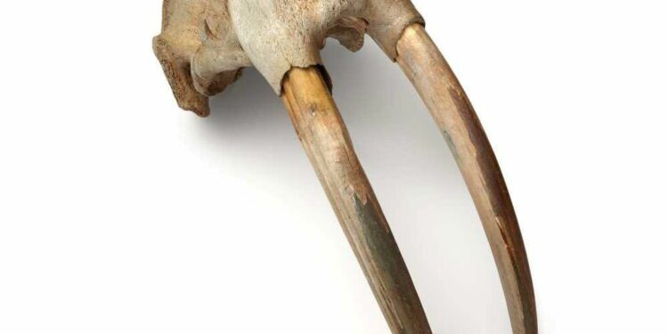 Shocking New Evidence Suggests Norse Hunters Met Indigenous North Americans 500 Years Before Columbus