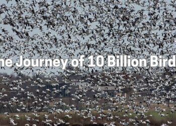 The Journey of 10 Billion Birds