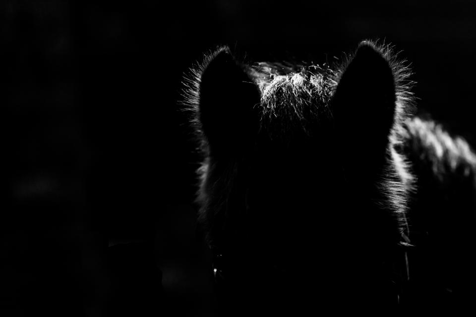 Silhouetted image of a horse's head with visible ears and fur highlighted by the light. The ambient background is dark