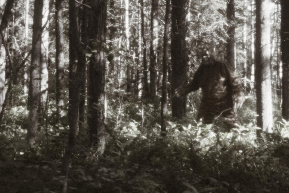 Blurry image of a figure resembling Bigfoot walking through a dense forest. Trees and foliage fill the area