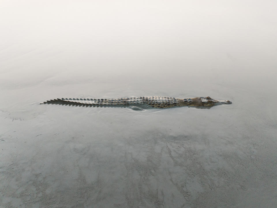 A crocodile partially submerged in calm water, only its back and head are visible above the surface