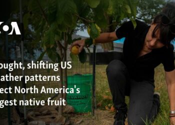 Drought, shifting US weather patterns affect North America's largest native fruitÂ