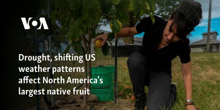 Drought, shifting US weather patterns affect North America's largest native fruit 