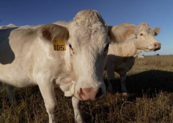 Trump dominates in rural America