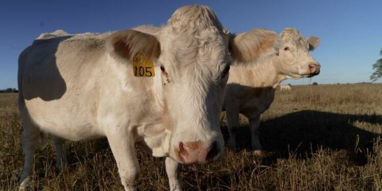 Trump dominates in rural America