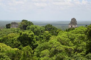 a dense forest with two temples slightly higher than the group of trees