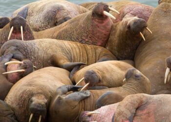 Walrus DNA suggests meetings between Vikings and Indigenous Inuit