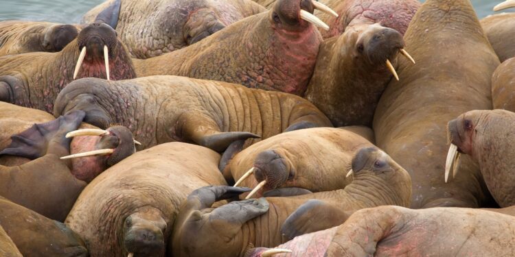 Walrus DNA suggests meetings between Vikings and Indigenous Inuit