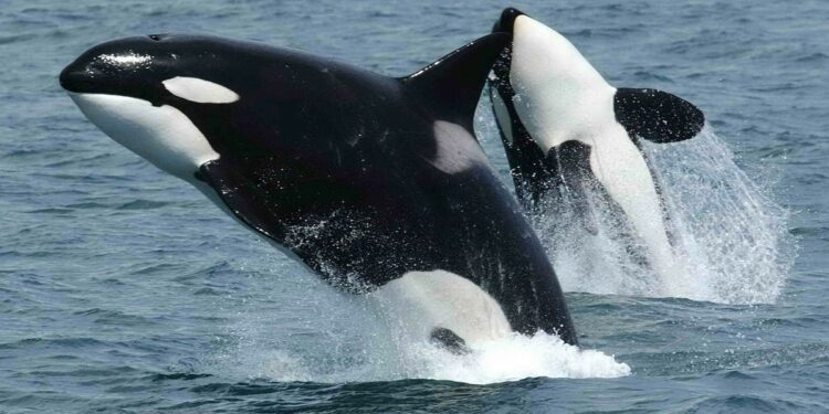 Rare Drone Footage Captures Orcas Feeding on Dusky Dolphins