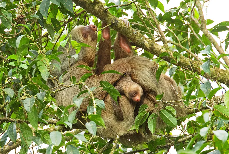 Hoffmann's Two-toed Sloth (Choloepus hoffmanni)