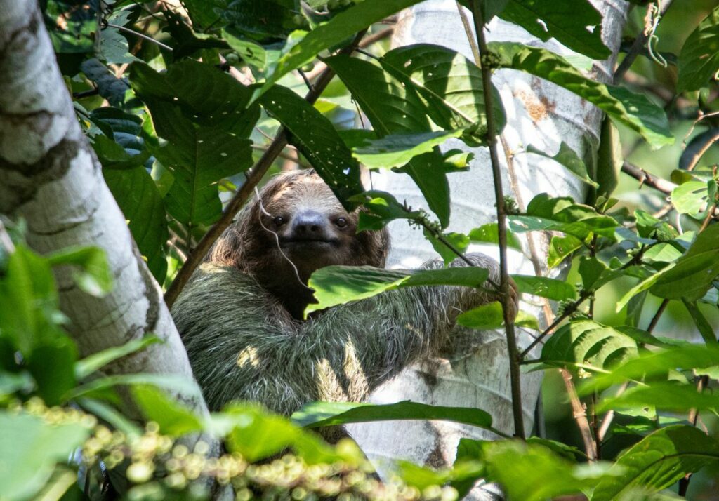 Amid Rising Temperatures, Sloths' Slowness May Put Their Survival at Risk