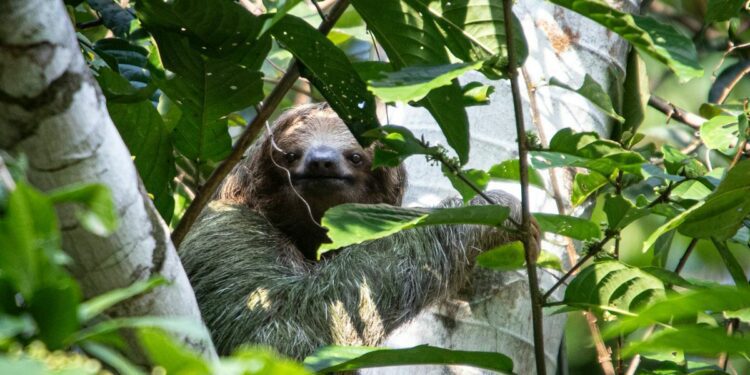 Amid Rising Temperatures, Sloths' Slowness May Put Their Survival at Risk
