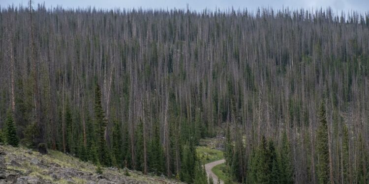 The task of tackling environmental impacts along the Colorado Trail is ever-evolving | News