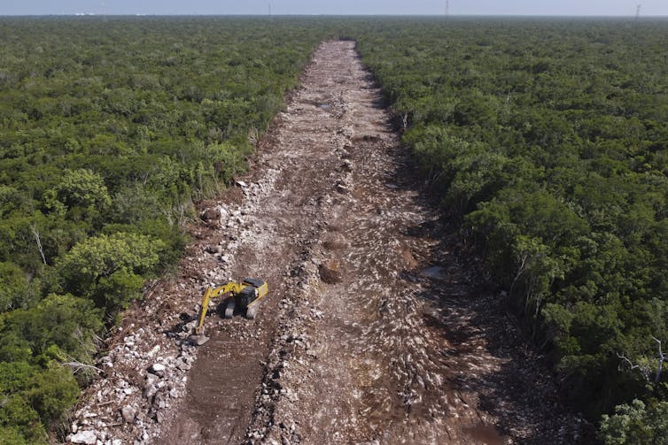 A cleared forest for the Mayan Train.