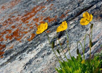2-Mile-Deep Ice Core Reveals That Greenland Was Recently Green