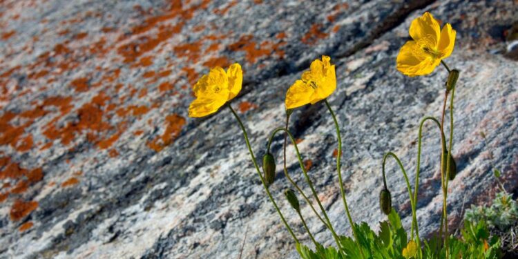 2-Mile-Deep Ice Core Reveals That Greenland Was Recently Green
