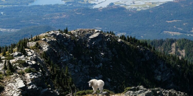 A path forward: Collaborative forms to craft public lands legislation for North Idaho