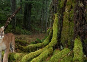 A photographer captures life in America’s last remaining old-growth forests | WFAE 90.7