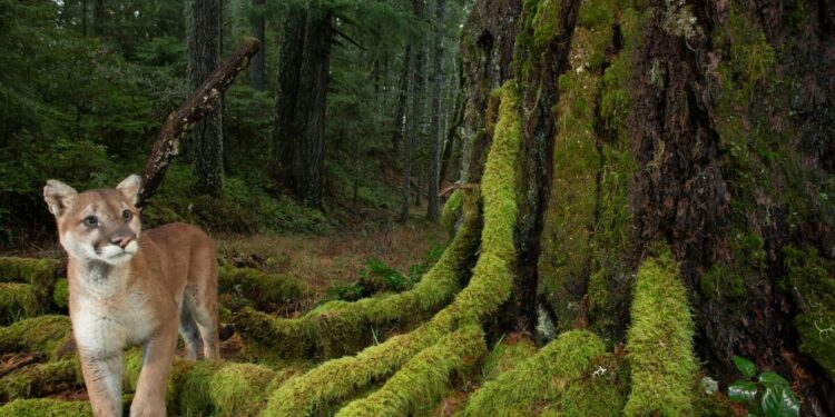 A photographer captures life in America’s last remaining old-growth forests | WFAE 90.7